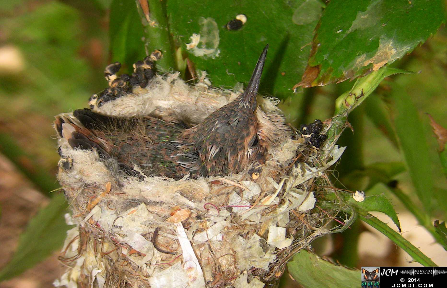 Allens Hummingbird chick and nest image 3-26-2014